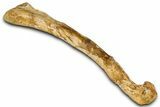Fossil Theropod Dinosaur (Abelisaurid) Femur - Morocco #354020-1